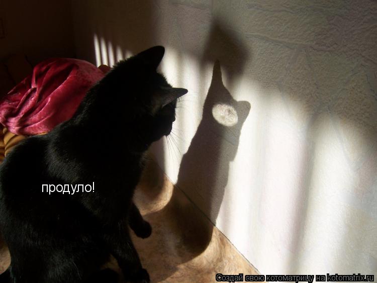 продуло!... Котоматрица: продуло!