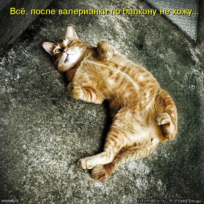 Всё, после валерианки по балкону не хожу...... Котоматрица: Всё, после валерианки по балкону не хожу...
