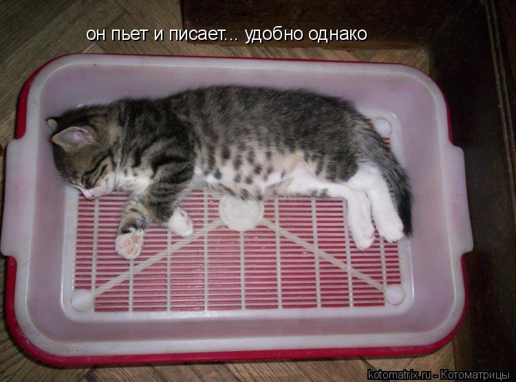 он пьет и писает... удобно однако... Котоматрица: он пьет и писает... удобно однако