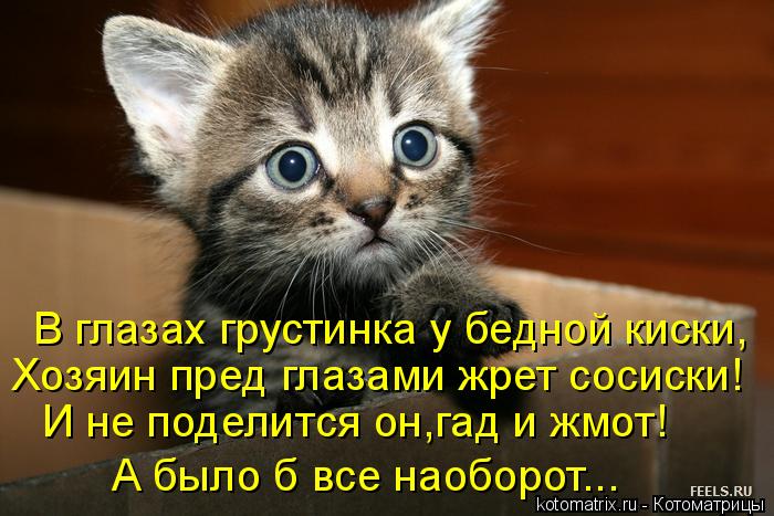 Хозяин пред глазами жрет сосиски! И не поделится он,гад и жмот! А было б все наоборот... В глазах гру... Котоматрица: Хозяин пред глазами жрет сосиски! И не поделится он,гад и жмот! А было б все наоборот... В глазах грустинка у бедной киски,