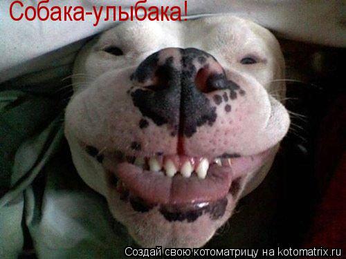 Собака-улыбака!... Котоматрица: Собака-улыбака!