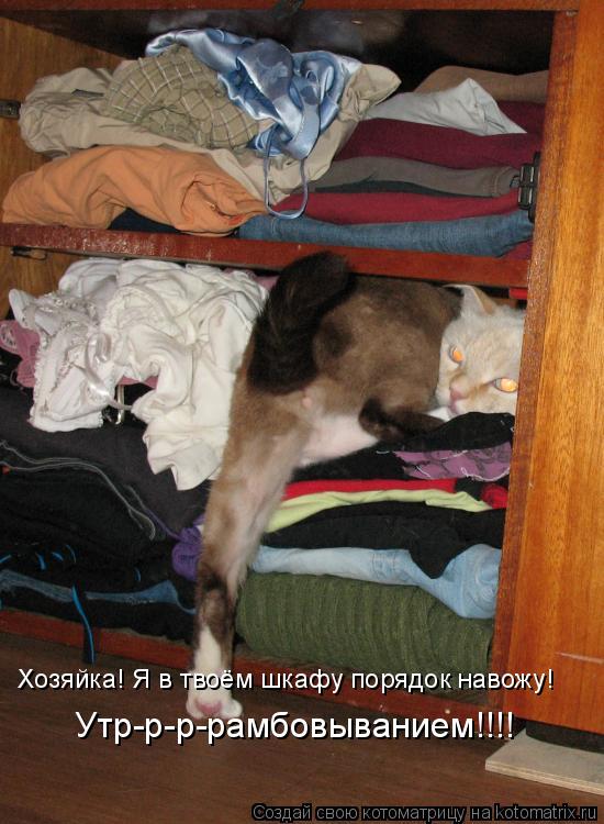 Хозяйка! Я в твоём шкафу порядок навожу! Утр-р-р-рамбовыванием!!!!... Котоматрица: Хозяйка! Я в твоём шкафу порядок навожу! Утр-р-р-рамбовыванием!!!!