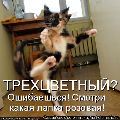 ТРЕХЦВЕТНЫЙ? Ошибаешься! Смотри какая лапка розовая!... Котоматрица: ТРЕХЦВЕТНЫЙ? Ошибаешься! Смотри какая лапка розовая!