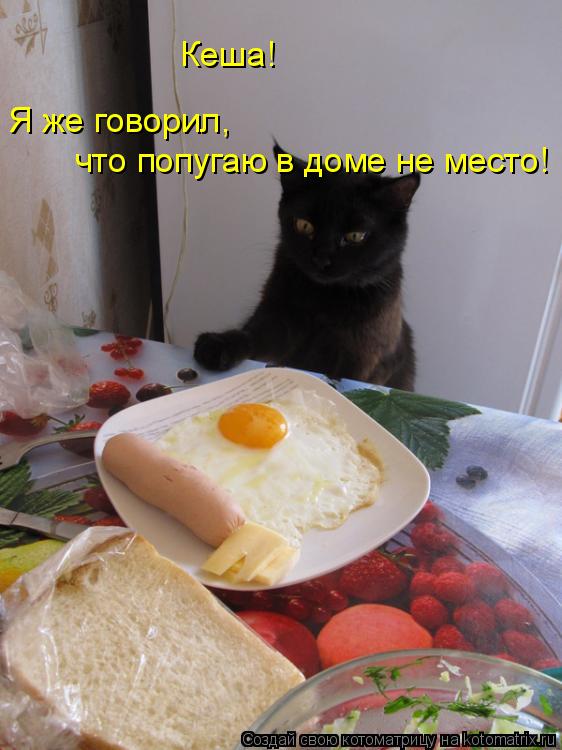 Кеша! Я же говорил, что попугаю в доме не место!... Котоматрица: Кеша! Я же говорил, что попугаю в доме не место!