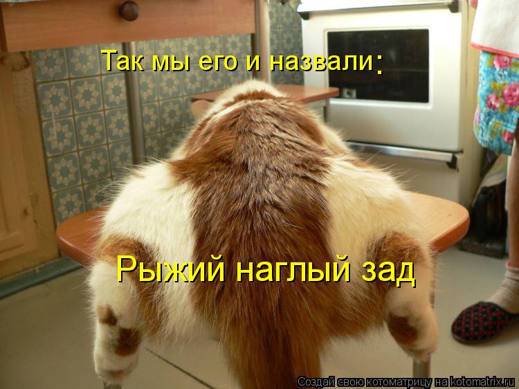 Так мы его и назвали Рыжий наглый зад :... Котоматрица: Так мы его и назвали Рыжий наглый зад :