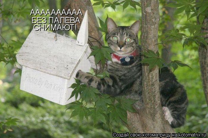АААААААААА БЕЗ ПАЛЕВА СНИМАЮТ!... Котоматрица: АААААААААА БЕЗ ПАЛЕВА СНИМАЮТ!