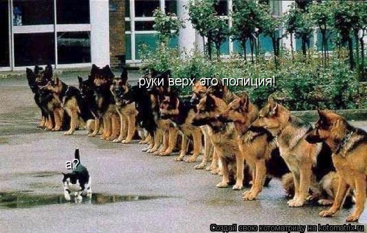 руки верх это полиция! а?... Котоматрица: руки верх это полиция! а?