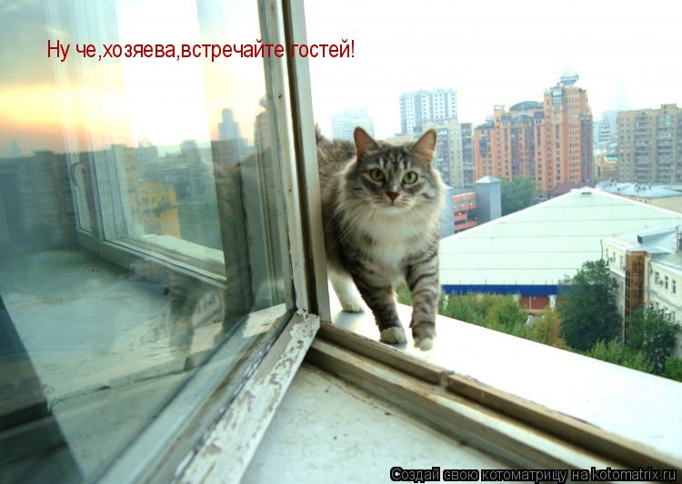 Ну че,хозяева,встречайте гостей!... Котоматрица: Ну че,хозяева,встречайте гостей!