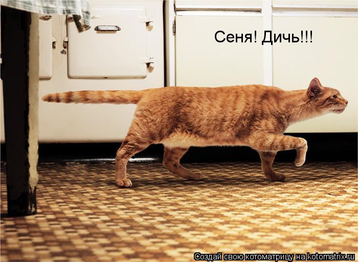 Сеня! Дичь!!!... Котоматрица: Сеня! Дичь!!!