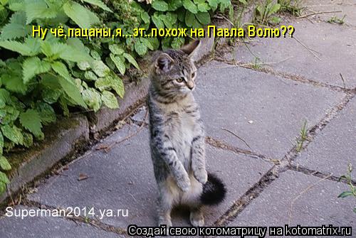Ну чё,пацаны,я...эт..похож на Павла Волю??... Котоматрица: Ну чё,пацаны,я...эт..похож на Павла Волю??