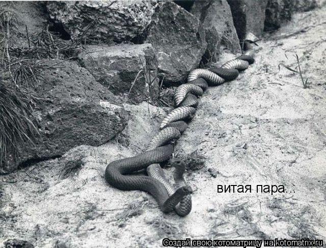 витая пара...... Котоматрица: витая пара...