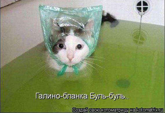 Галино-бланка Буль-буль..... Котоматрица: Галино-бланка Буль-буль..