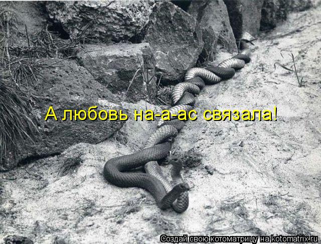 А любовь на-а-ас связала!... Котоматрица: А любовь на-а-ас связала!