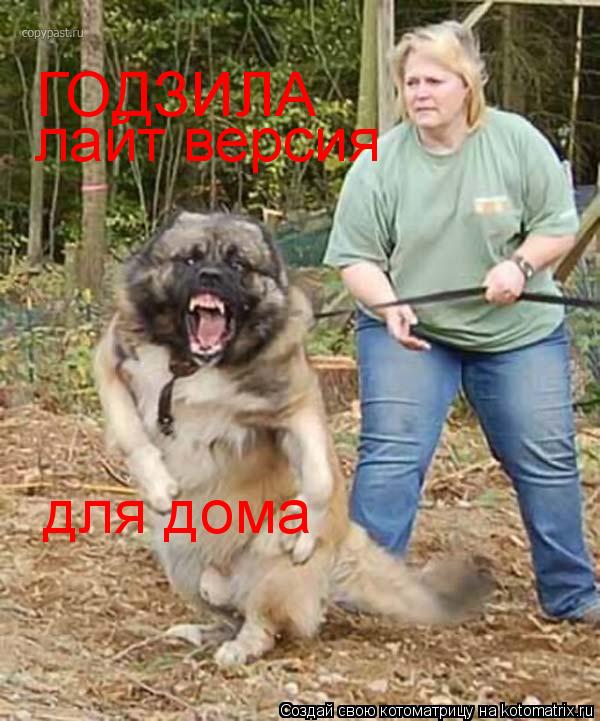 ГОДЗИЛА лайт версия для дома... Котоматрица: ГОДЗИЛА лайт версия для дома