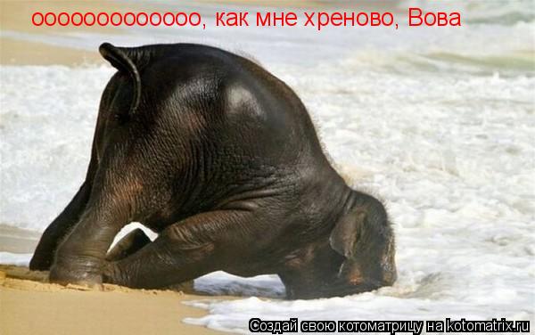ооооооооооооо, как мне хреново, Вова... Котоматрица: ооооооооооооо, как мне хреново, Вова
