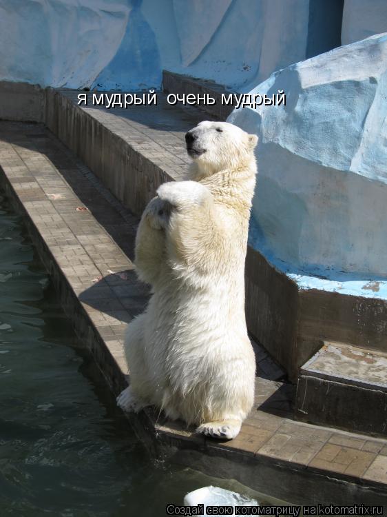 я мудрый очень мудрый... Котоматрица: я мудрый очень мудрый