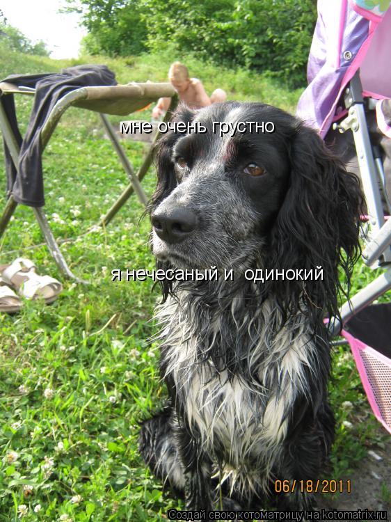 мне очень грустно я нечесаный и одинокий... Котоматрица: мне очень грустно я нечесаный и одинокий