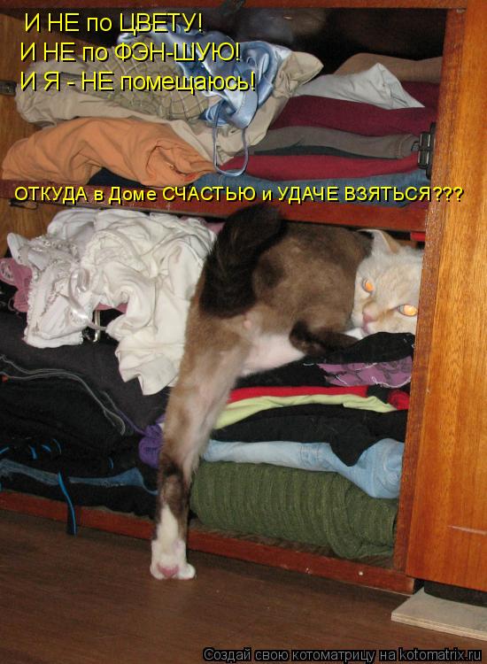 И НЕ по ЦВЕТУ! И НЕ по ФЭН-ШУЮ! ОТКУДА в Доме СЧАСТЬЮ и УДАЧЕ ВЗЯТЬСЯ??? И Я - НЕ помещаюсь!... Котоматрица: И НЕ по ЦВЕТУ! И НЕ по ФЭН-ШУЮ! ОТКУДА в Доме СЧАСТЬЮ и УДАЧЕ ВЗЯТЬСЯ??? И Я - НЕ помещаюсь!