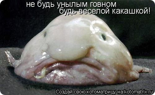 не будь унылым говном будь веселой какашкой!... Котоматрица: не будь унылым говном будь веселой какашкой!
