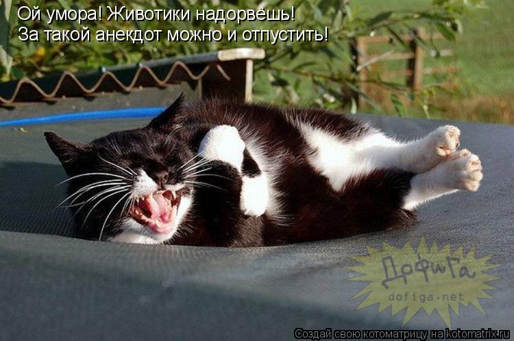 Ой умора! Животики надорвёшь! За такой анекдот можно и отпустить!... Котоматрица: Ой умора! Животики надорвёшь! За такой анекдот можно и отпустить!