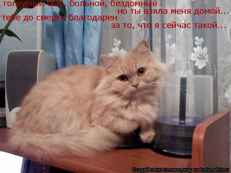 голодный был, больной, бездомный но ты взяла меня домой... тебе до смерти благодарен за то, что я сей... Котоматрица: голодный был, больной, бездомный но ты взяла меня домой... тебе до смерти благодарен за то, что я сейчас такой...