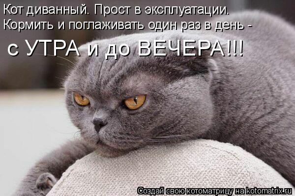 Котоматрица: Кот диванный. Прост в эксплуатации. Кормить и поглаживать один раз в день - с УТРА и до ВЕЧЕРА!!!