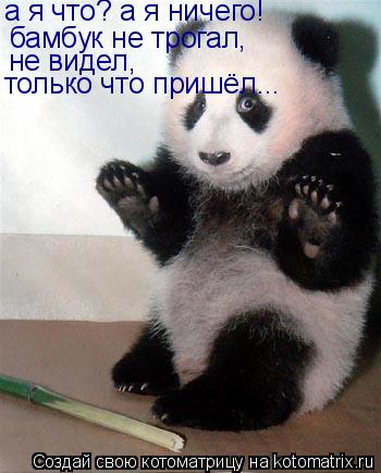 а я что? а я ничего! бамбук не трогал, не видел, только что пришёл...... Котоматрица: а я что? а я ничего! бамбук не трогал, не видел, только что пришёл...