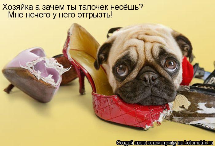 Котоматрица: Хозяйка а зачем ты тапочек несёшь? Мне нечего у него отгрызть!