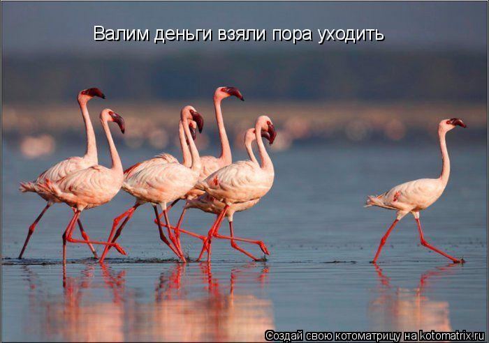 Котоматрица: Валим деньги взяли пора уходить
