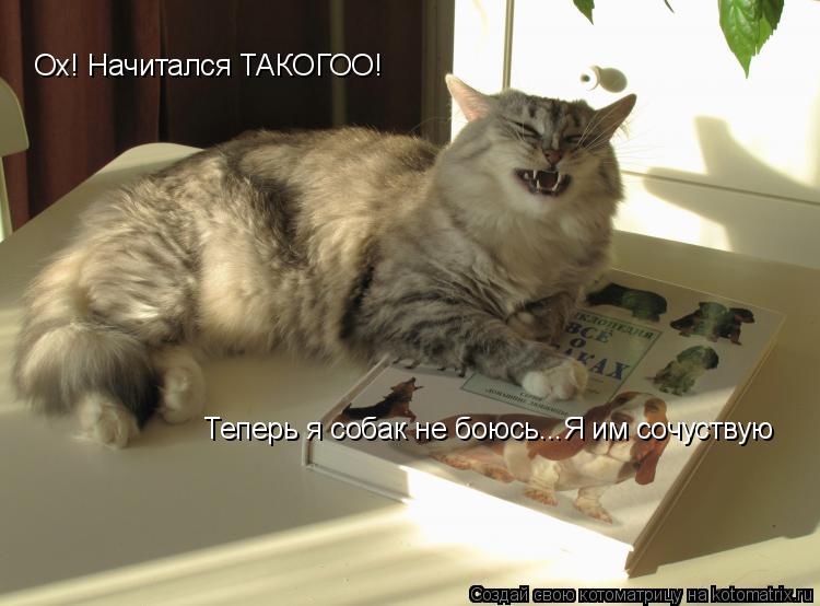 Ох! Начитался ТАКОГОО! Теперь я собак не боюсь...Я им сочуствую... Котоматрица: Ох! Начитался ТАКОГОО! Теперь я собак не боюсь...Я им сочуствую