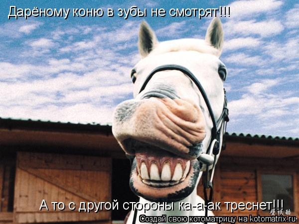 Котоматрица: Дарёному коню в зубы не смотрят!!! А то с другой стороны ка-а-ак треснет!!!