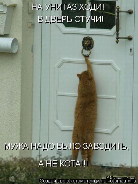 Котоматрица: НА УНИТАЗ ХОДИ! В ДВЕРЬ СТУЧИ! МУЖА НАДО БЫЛО ЗАВОДИТЬ, А НЕ КОТА!!!