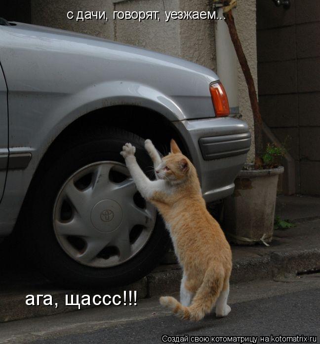 Котоматрица: с дачи, говорят, уезжаем... ага, щассс!!!
