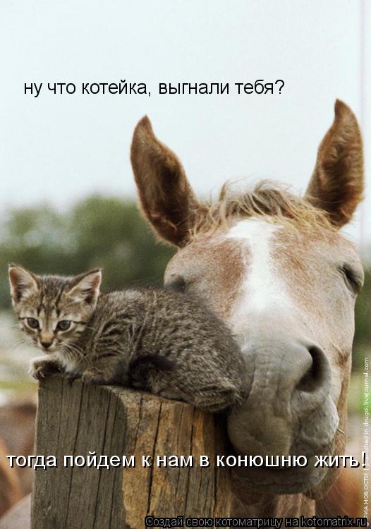 Котоматрица: ну что котейка, выгнали тебя? тогда пойдем к нам в конюшню жить!