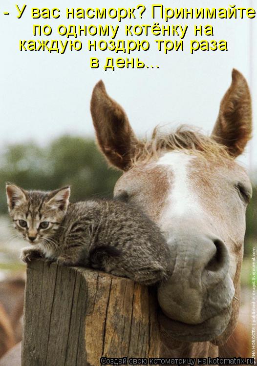 - У вас насморк? Принимайте по одному котёнку на каждую ноздрю три раза в день...... Котоматрица: - У вас насморк? Принимайте по одному котёнку на каждую ноздрю три раза в день...