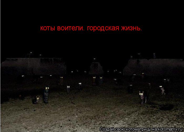 Котоматрица: коты воители. городская жизнь.