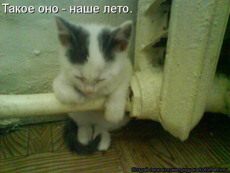 Котоматрица: Такое оно - наше лето.
