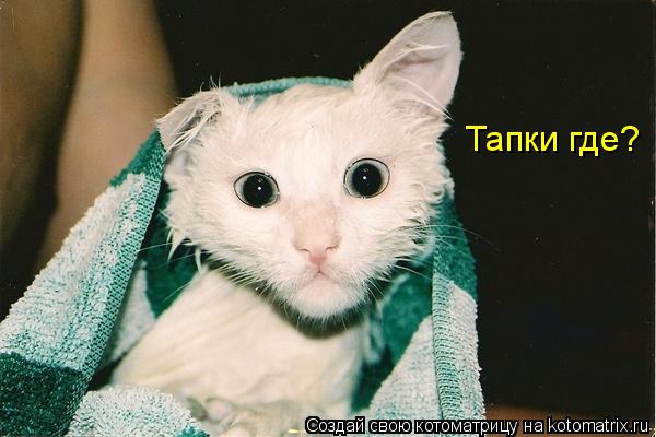 Котоматрица: Тапки где?