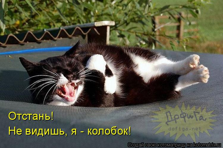 Котоматрица: Отстань! Не видишь, я - колобок!