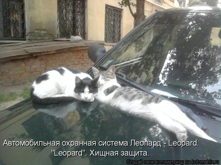 Котоматрица: "Leopard". Хищная защита.  Автомобильная охранная система Леопард - Leopard.