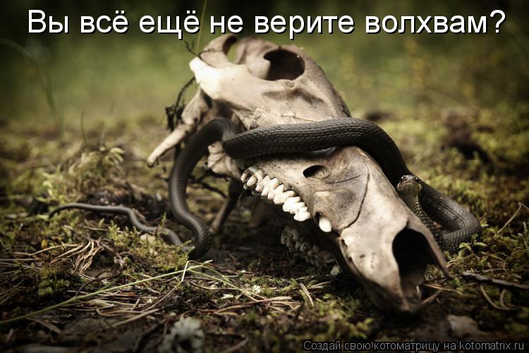 Котоматрица: Вы всё ещё не верите волхвам?