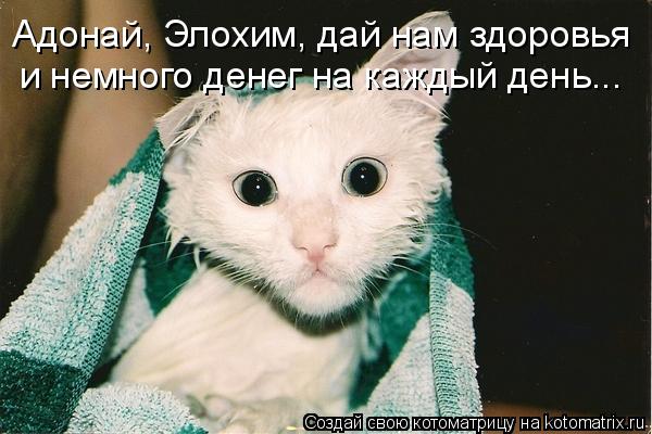 Котоматрица: Адонай, Элохим, дай нам здоровья  и немного денег на каждый день...