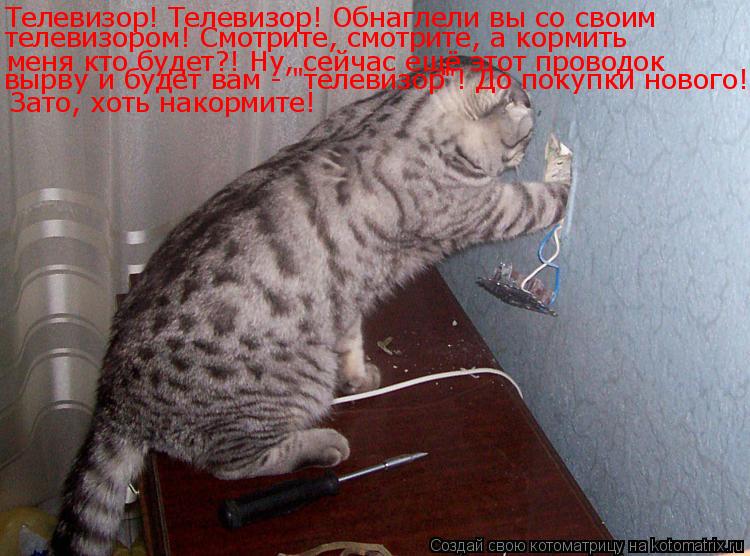 Котоматрица: Телевизор! Телевизор! Обнаглели вы со своим телевизором! Смотрите, смотрите, а кормить меня кто будет?! Ну, сейчас ещё этот проводок  вырву и 