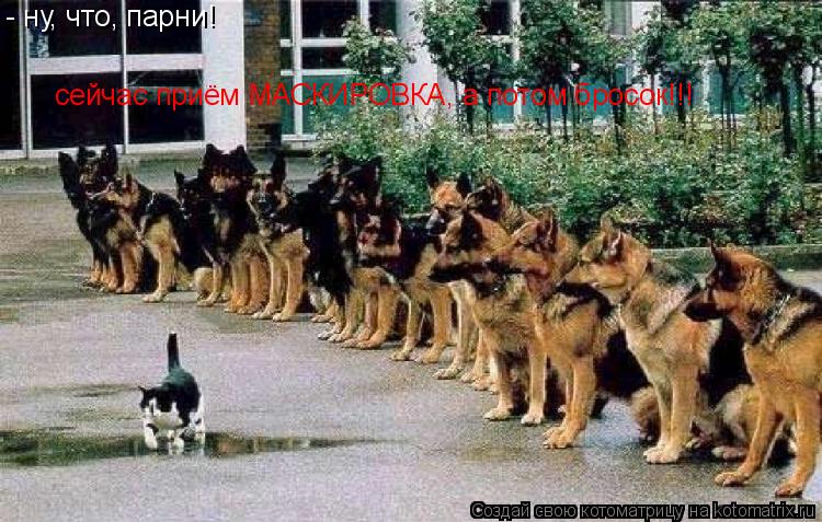 Котоматрица: - ну, что, парни!  сейчас приём МАСКИРОВКА, а потом бросок!!!