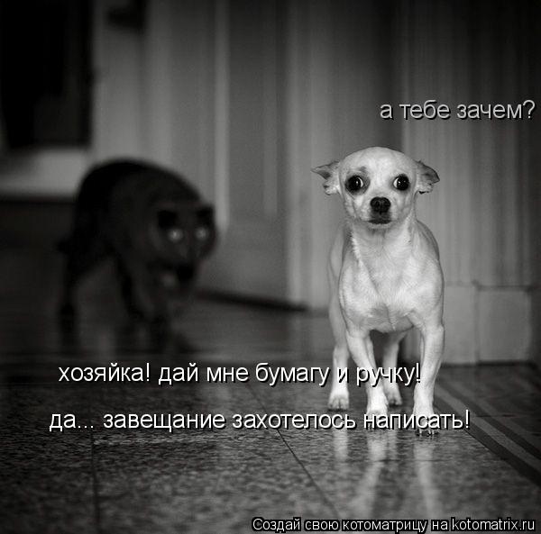 Котоматрица: хозяйка! дай мне бумагу и ручку! а тебе зачем? да... завещание захотелось написать!