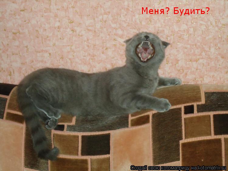 Котоматрица: Меня? Будить?