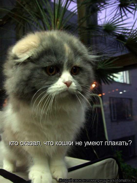Котоматрица: кто сказал, что кошки не умеют плакать?