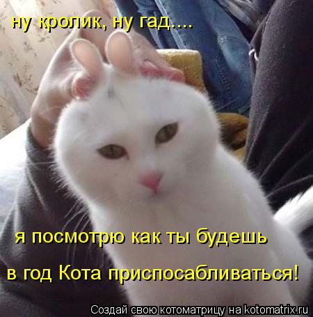 Котоматрица: я посмотрю как ты будешь  в год Кота приспосабливаться! ну кролик, ну гад....