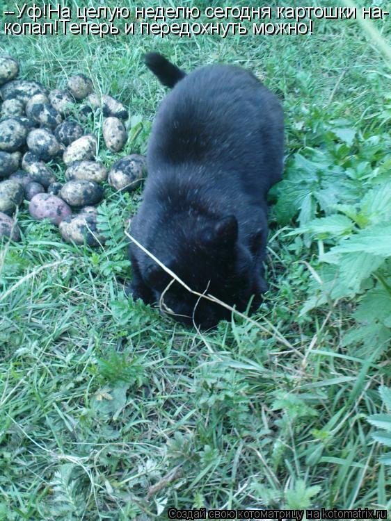 Котоматрица: --Уф!На целую неделю сегодня картошки на- копал!Теперь и передохнуть можно!