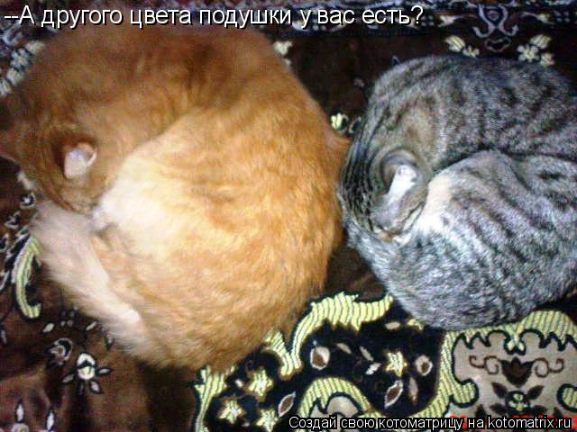 Котоматрица: --А другого цвета подушки у вас есть?